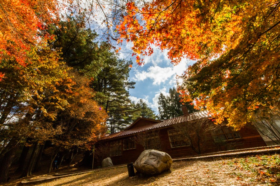 【2025台灣楓葉季】台中人氣賞楓景點推介：武陵农场、福壽山農場、东势林场 | 台中