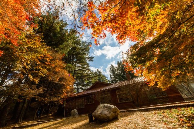 【2025台灣楓葉季】台中人氣賞楓景點推介：武陵农场、福壽山農場、东势林场 | 台中