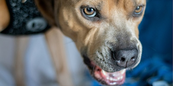 Understanding Possessive Behaviour  in Dogs Talk | Cheltenham Animal Shelter