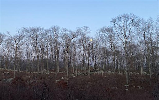 Winter Tree Identification Walk #2 | Grills Preserve