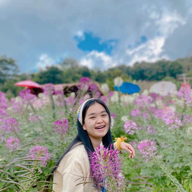 ม่อนแจ่ม เชียงใหม่