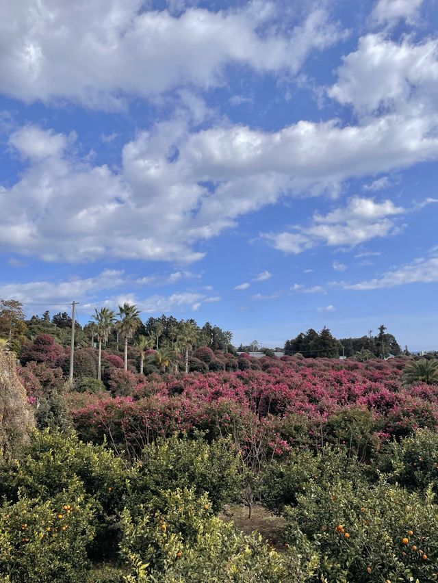 레드카펫 깔려있는 제주 동백 명소🌺
