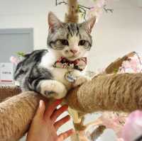 🐱 萌爆喵星人伴你渡過週末
