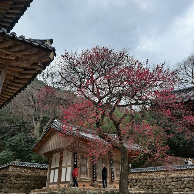 매화 명소 [구례 화엄사]