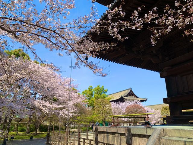 京都　京都散策旅　念願の東寺！東寺と桜のコラボに感動❗️