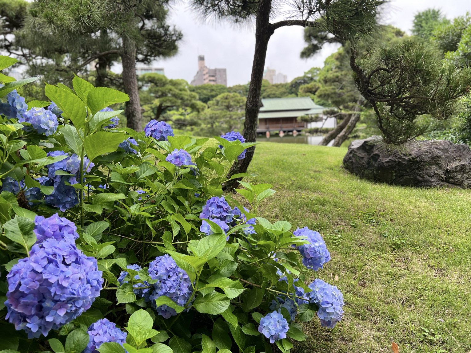 清澄庭園にて秋晴れの下 彼岸花と池のスッポンに出会い爽やかな Trip Com 東京の旅のブログ