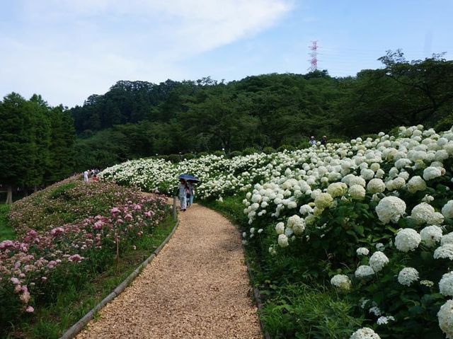 6月去東京必睇的繡球花
