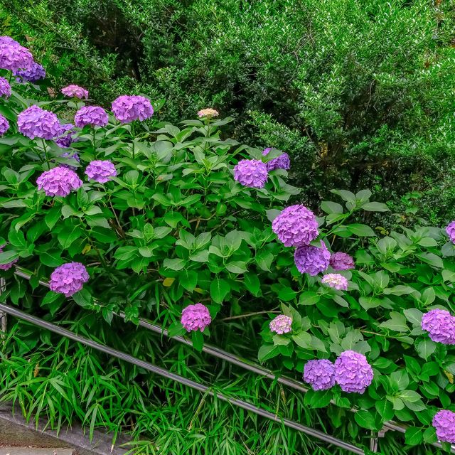 不忍池を望む紫陽花