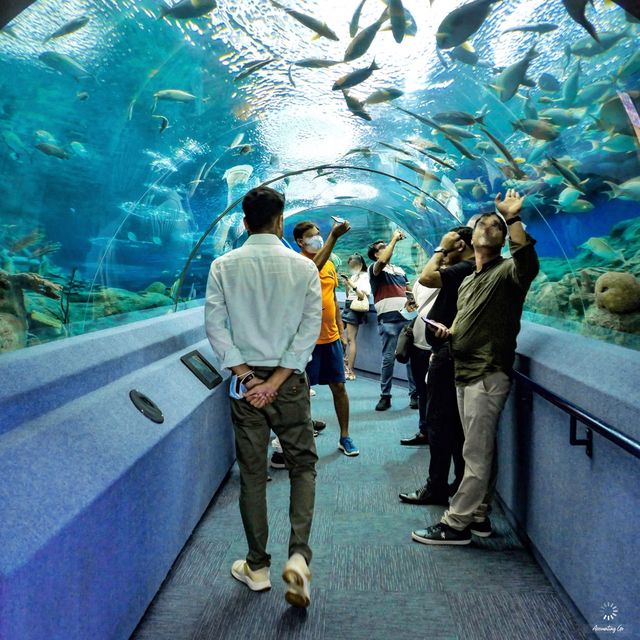 ผจญภัยโลกใต้น้ำ “Under Water World” พัทยา!