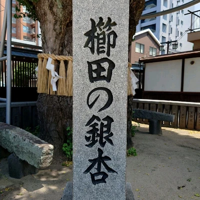 博多観光「櫛田の銀杏」2022年8月 | Trip.com 福岡の旅のブログ