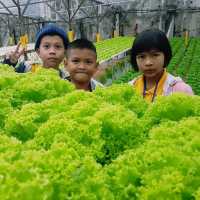 Big-Red Strawberry Farm