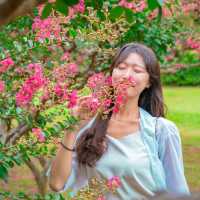 💝 여름의 분홍꽃 배롱나무가 가득한 [경주, 첨성대]