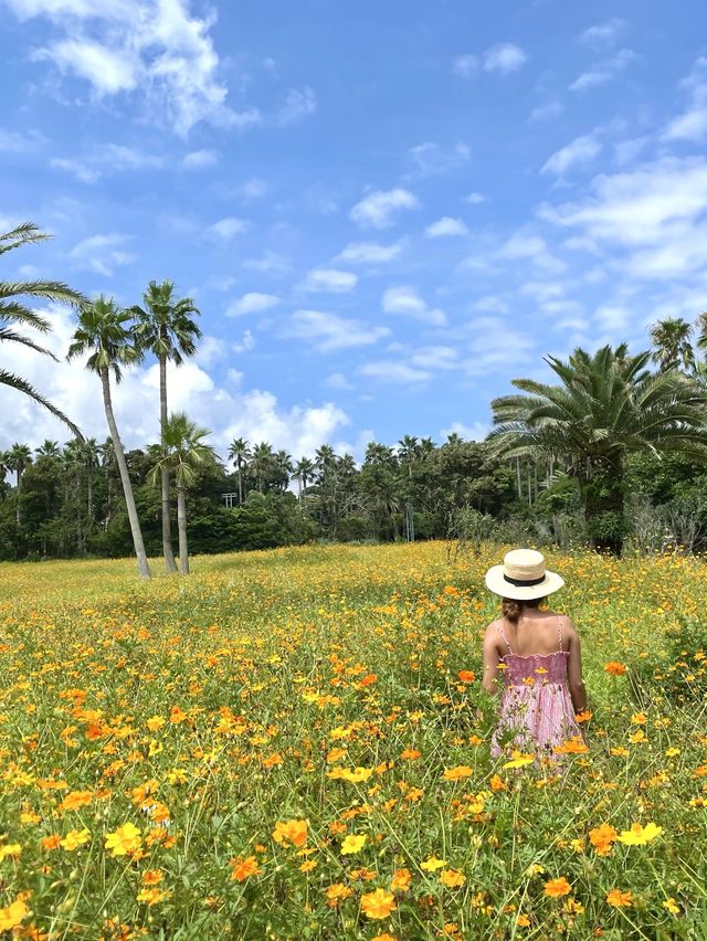 바다와 황화코스모스를 함께 볼 수 있는 곳💛
