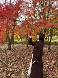 【熊本】熊本で紅葉狩りと大観峰に