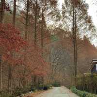 단풍구경명소로 핫한 장태산🍁