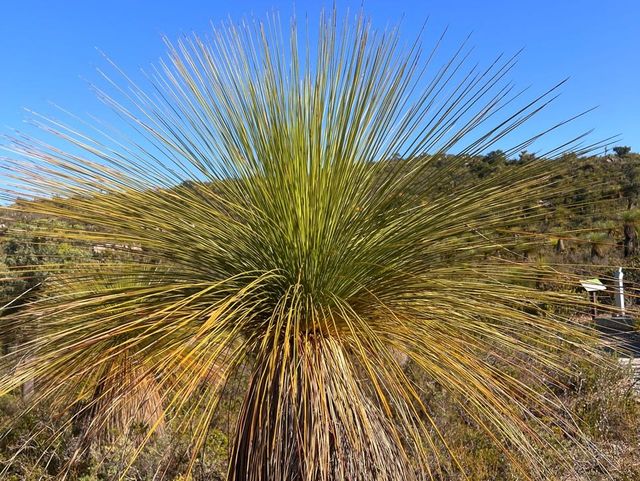 Eagle’s Eye Ellis Brook Valley 😎 Perth, WA