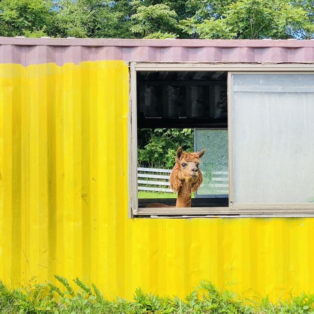 アルパカと触れ合える場所！