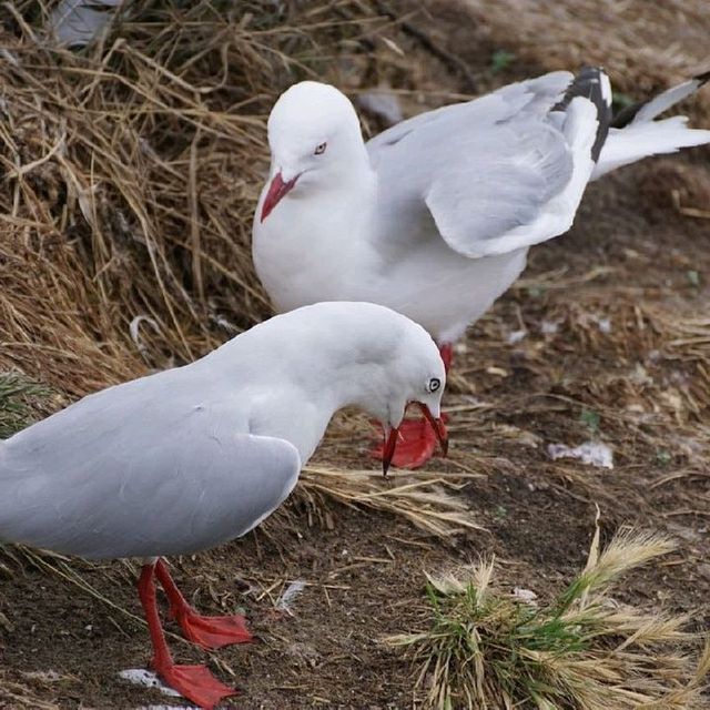 The Royal Albatross Centre 