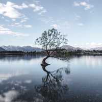 The Iconic Tree of Lake Wanaka 