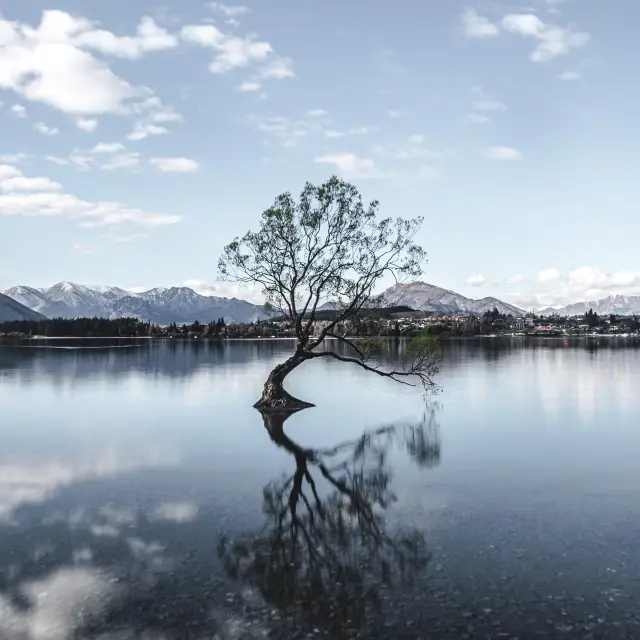 The Iconic Tree of Lake Wanaka 