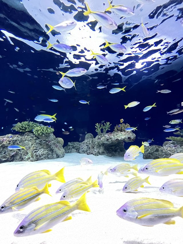 【福岡】定番デートスポ🐠マリンワールド