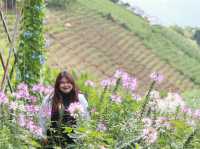 ดอกไม้บานบนดอยสูง