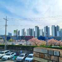  청주 벚꽃 뷰🌸 주택 개조 카페🏠 [라토커피]