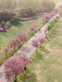 미사경정공원 겹벚꽃🌸