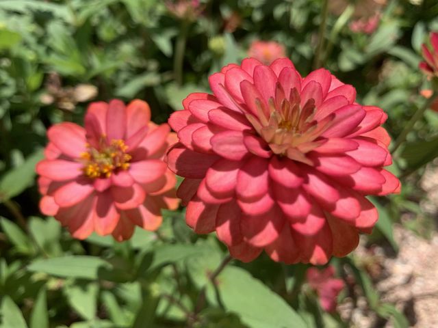 本地遊 ｜ 荔枝角公園 ｜賞花 ｜ 小百日草