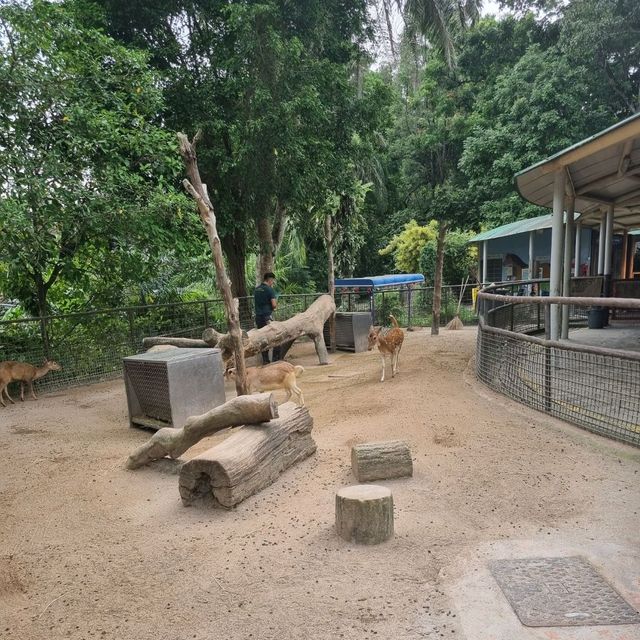 The Rainforest Kidzworld In Mandai Zoo