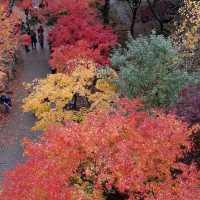 자연에 퐁당🍂 단풍이 멋진 곤지암 화담숲