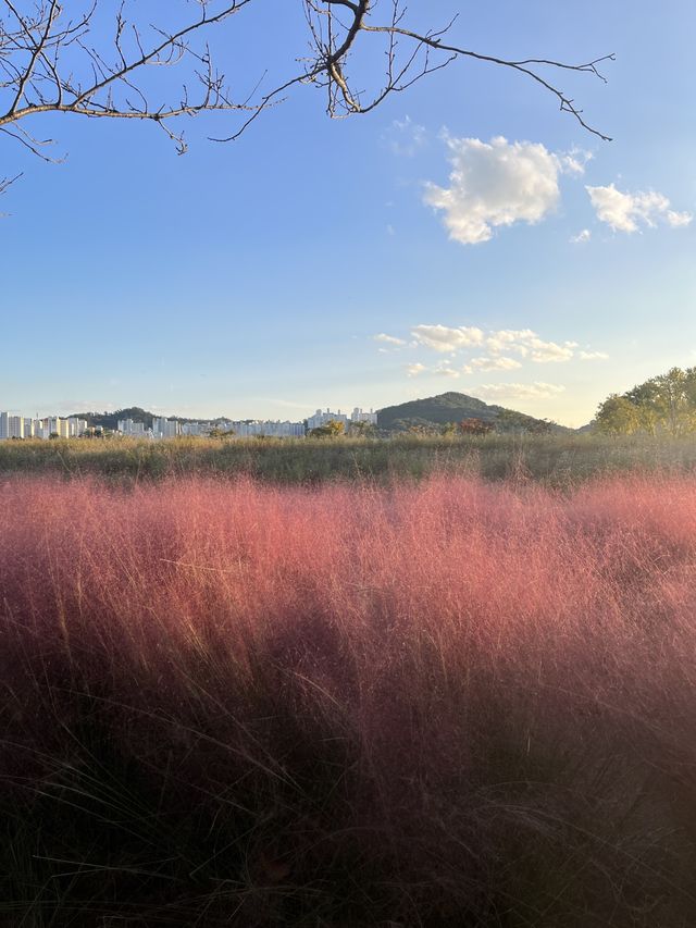 핑크뮬리 + 갈대밭 = 가을종합선물세트인 갯골생태공원✌️