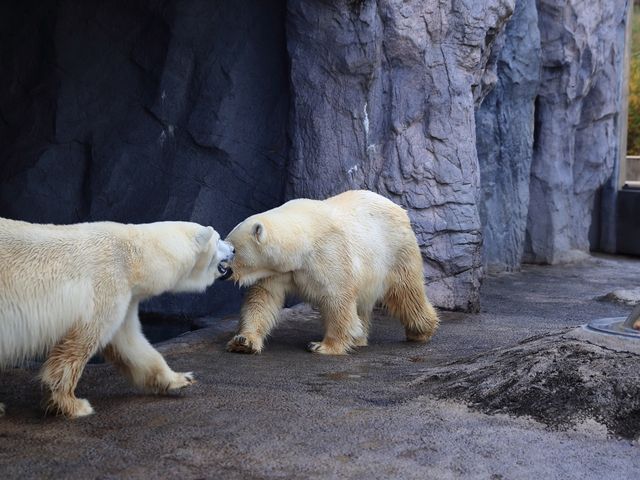 很可愛的旭川動物園北海道特別的景點 