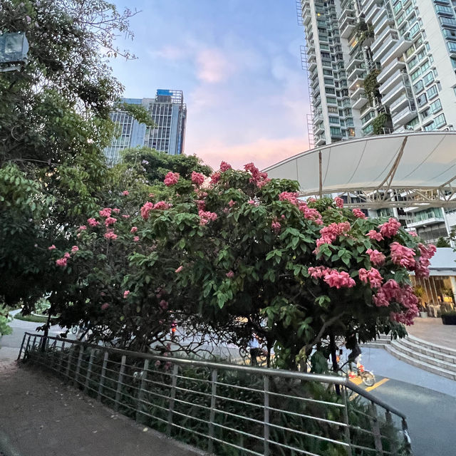 Flowering season 