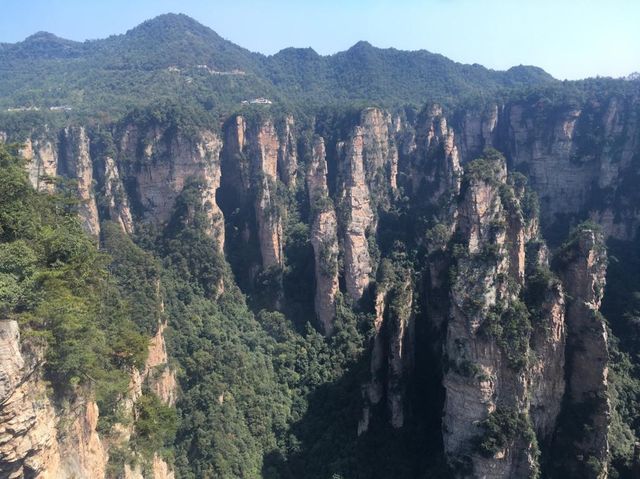 Pillars' Forest - The Amazing Nature 