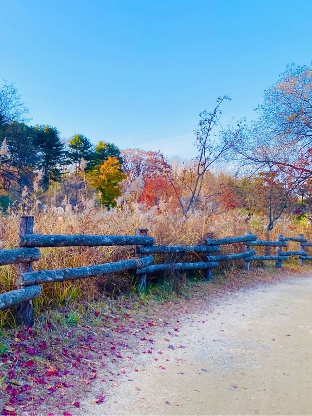 🍁편하게 남이섬 둘러보는 '스토리 투어버스'🚃