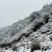 合歡山-武嶺❄️追雪森林❄️