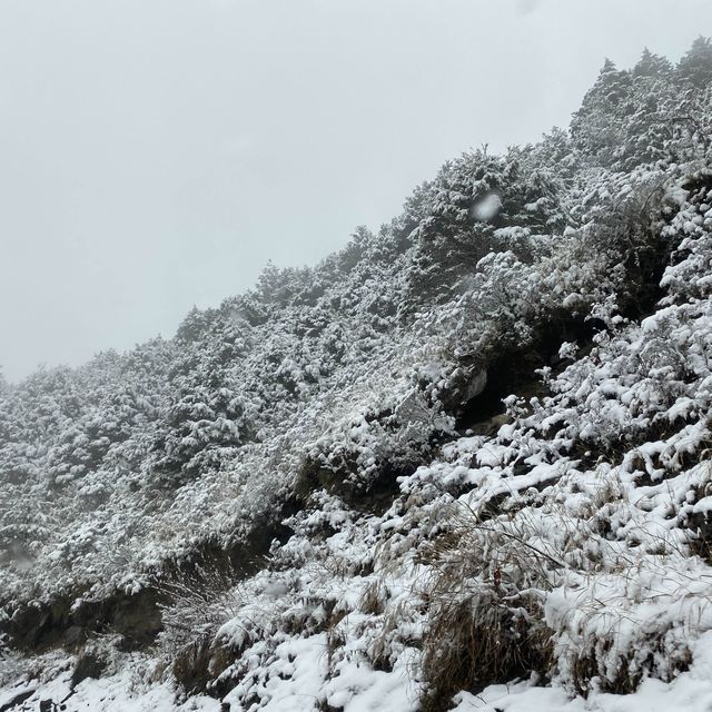 合歡山-武嶺❄️追雪森林❄️