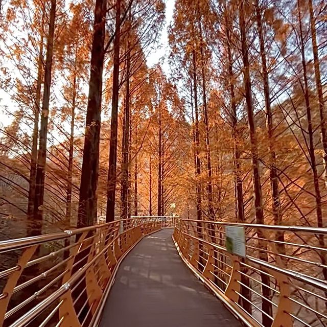 대전 여행지 : 장태산🍁