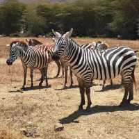 A most SPECTACULAR photo Safari in Tanzania 
