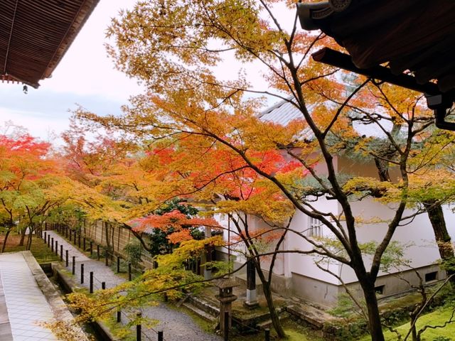 京都[紅葉めぐり]  永観堂(禅林寺)  圧巻の堂内編
