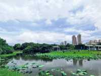 濕地公園睇荷花
