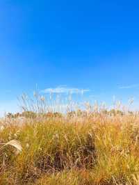 갈대속에 쏘옥🌾 시흥에서 가을여행🤎