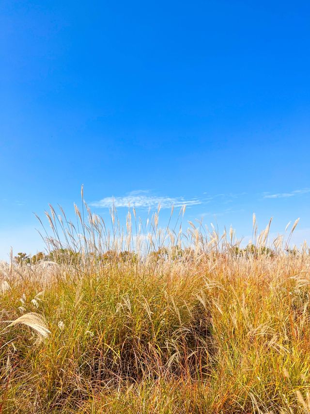 갈대속에 쏘옥🌾 시흥에서 가을여행🤎