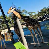 THE ZOO WITH MILLION DOLLAR BACKDROP!