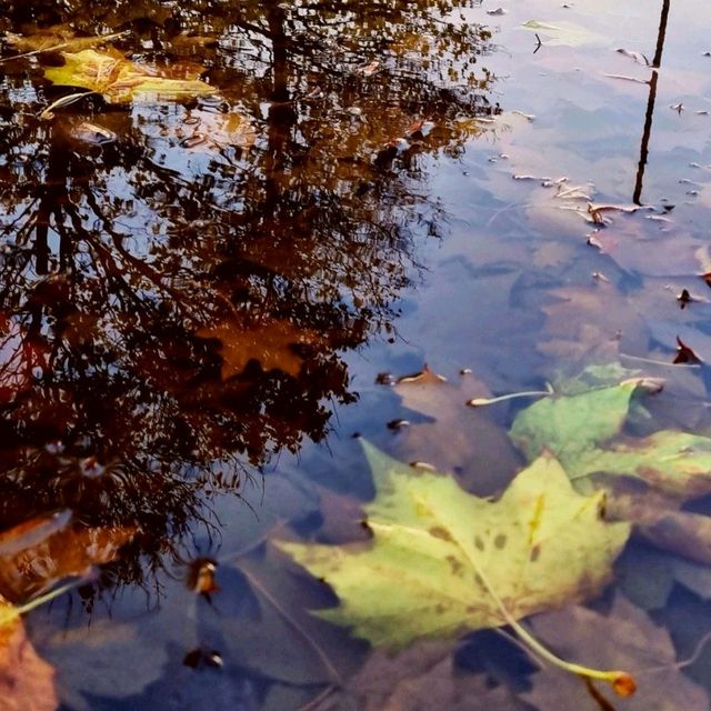 Fall in London  🍂 