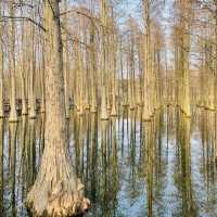 Water Forest, Qingpu🌲🌿