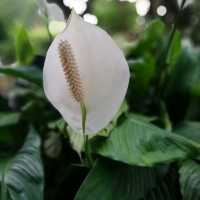 Royal Botanic Garden in Sydney 