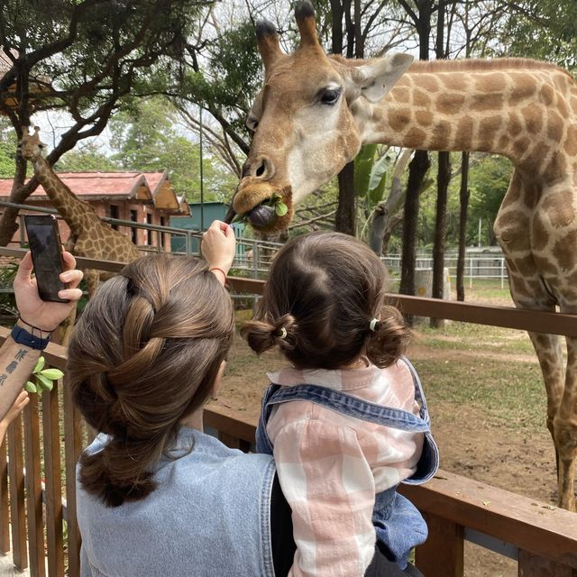 Shenzhen Safari Park 