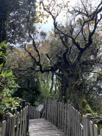 Malaysia's "The Wizard of Oz" - Kinabalu Moss Forest